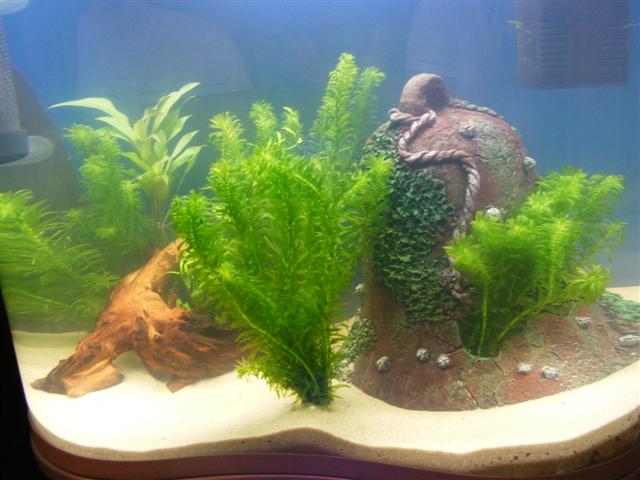 fish_tank_006__Small_.jpg