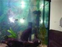 fish_tank_010__Custom_.jpg