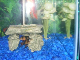 Fish_Tank_020.jpg