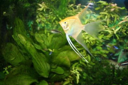 fish_tank_036.jpg