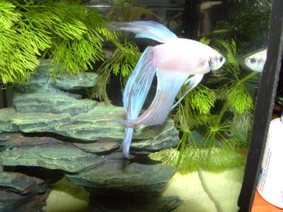 fish_tank_076.jpg