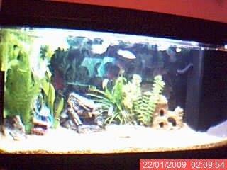 fish_tank_1.jpg