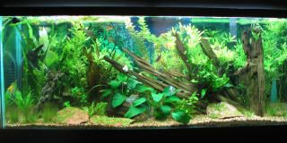 fish_tank_2_001.jpg