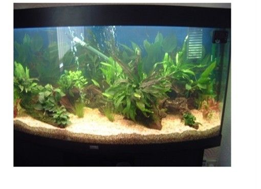 fish_tank_2_011.jpg