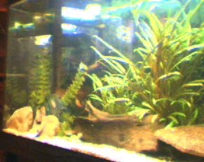 fish_tank_55.jpg