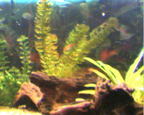 fish_tank_56.jpg