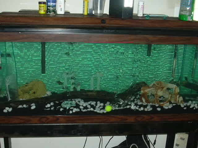 fish_tank_a.JPG