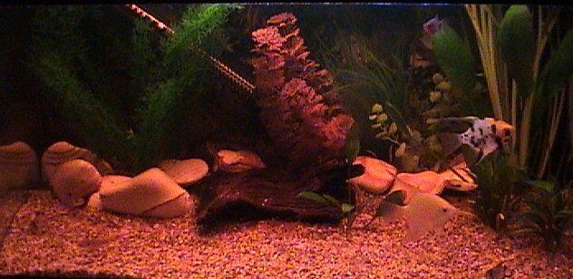 Fish_Tank_pic.jpg