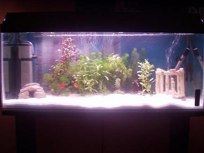 Fish_Tank_Pics_001.jpg