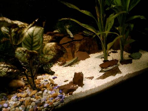 fish_tanks_040.jpg