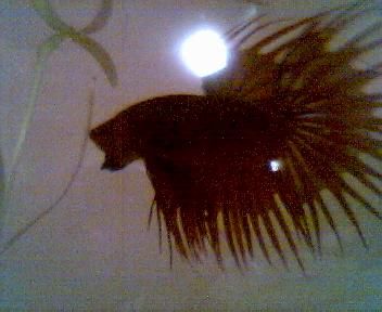 Fishies_012.jpg