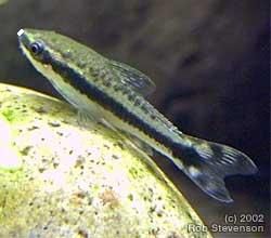 fishphoto_0023_01.jpg