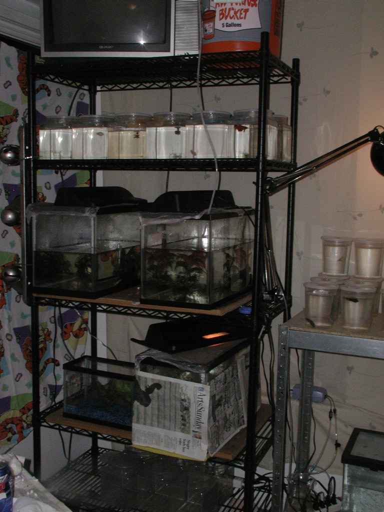 Fishroom1.jpg