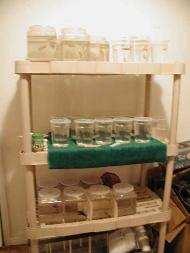 Fishroom4.jpg