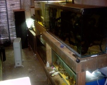 fishroom_pictures_005.jpg