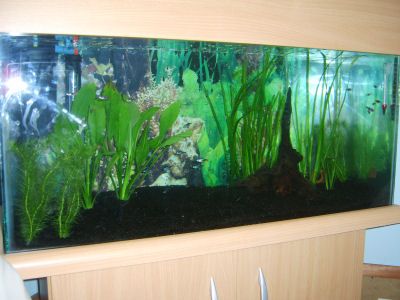 fishtank1.jpg