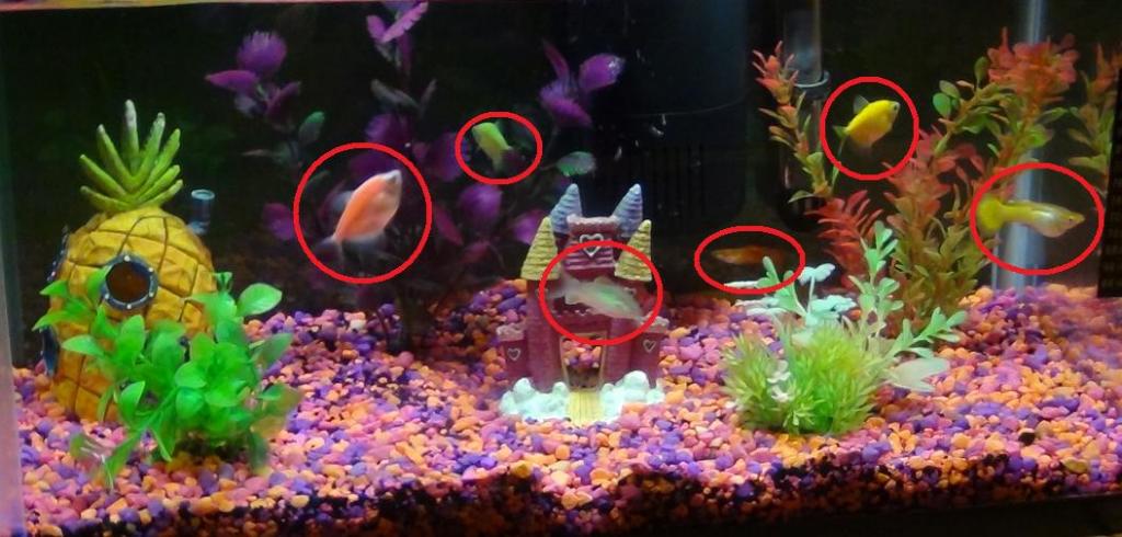 fishtank1.JPG