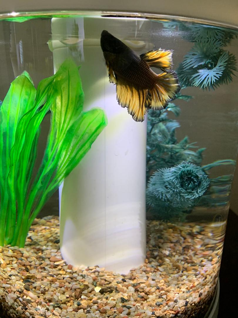 Fishtank1.jpg