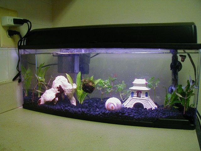 fishtank2-0812.jpg