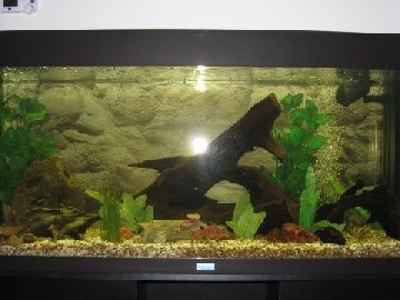 fishtank2.jpg