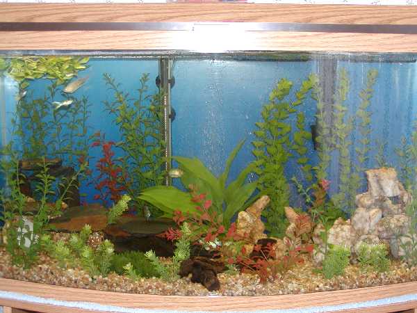 Fishtank46redone.jpg