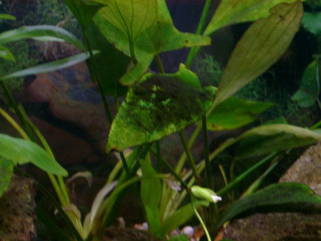 fishtank_foliage_002.jpg