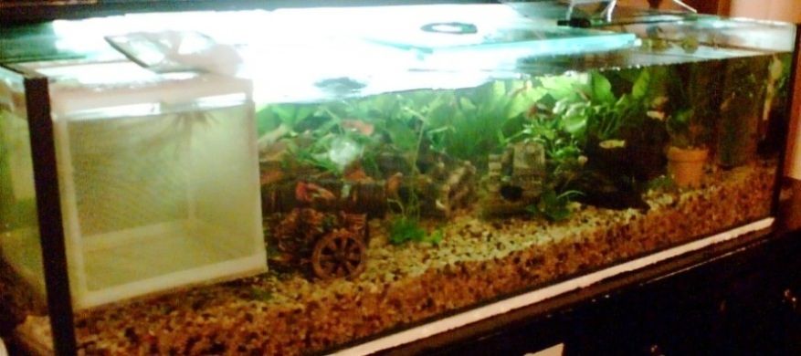 Fishtank_newestpic_1.jpg