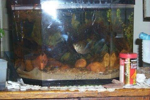 FishtankFullShotCloser.jpg