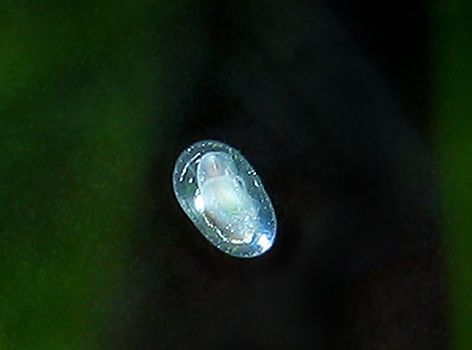 freshwater limpet.jpg