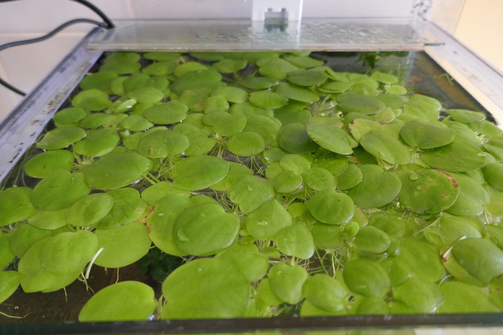 frogbit.JPG