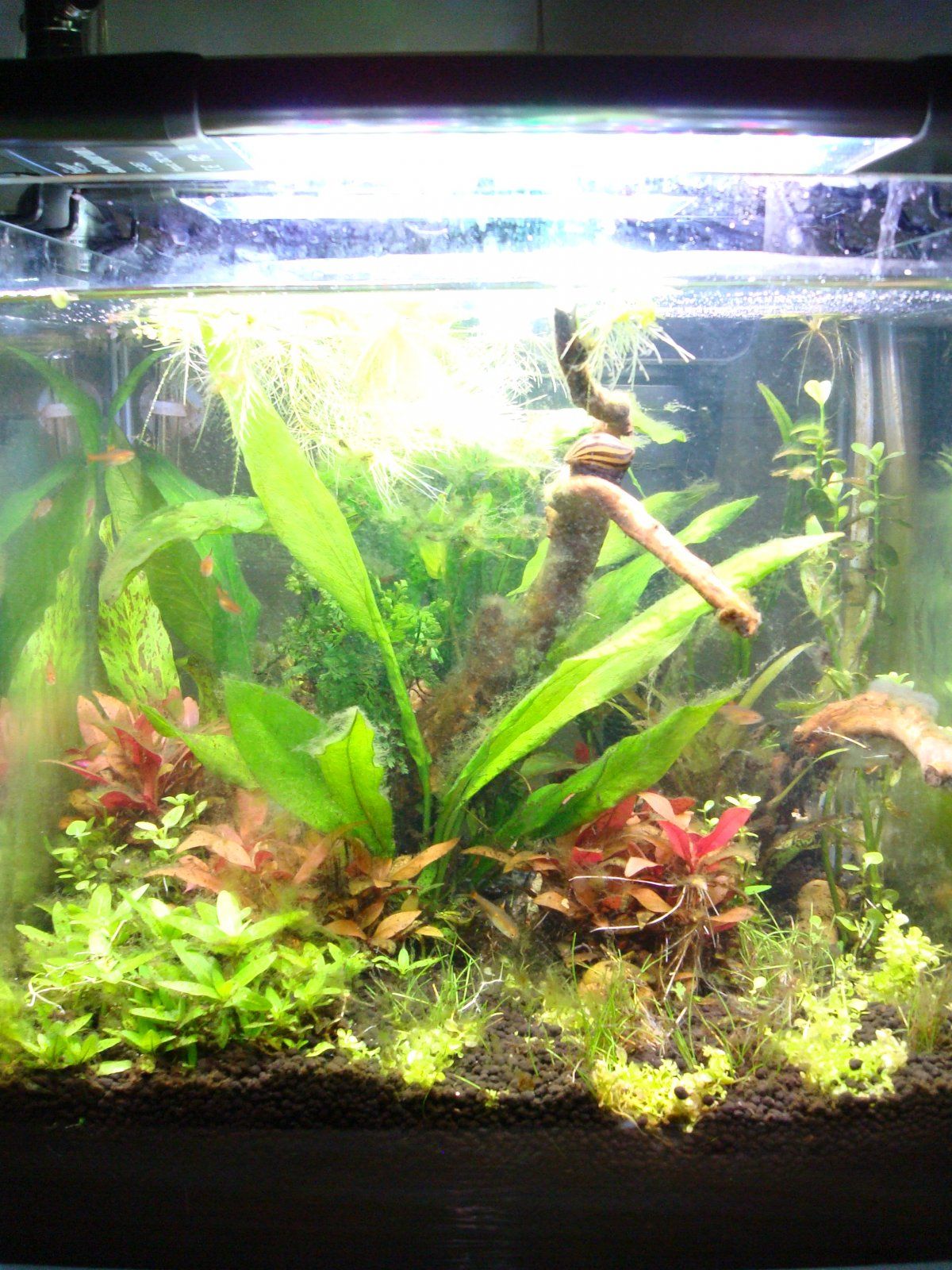 front tank with ember tetras.JPG