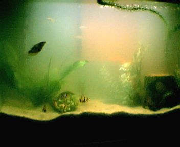 full_tank_pic__with_sand001.jpg