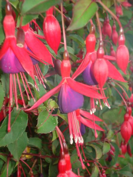 fuschia_450x600.jpg