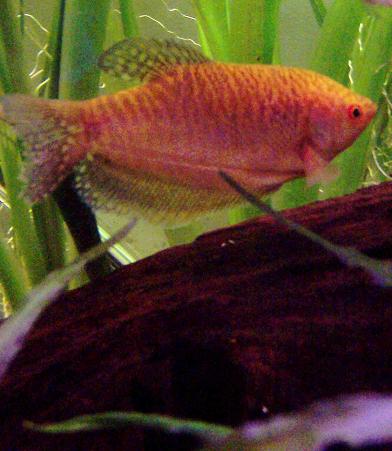 G_Gourami.JPG