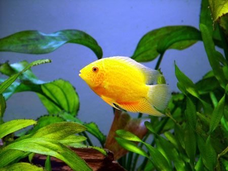 G_severum_S.jpg