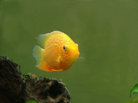 G_Severum_S__.jpg