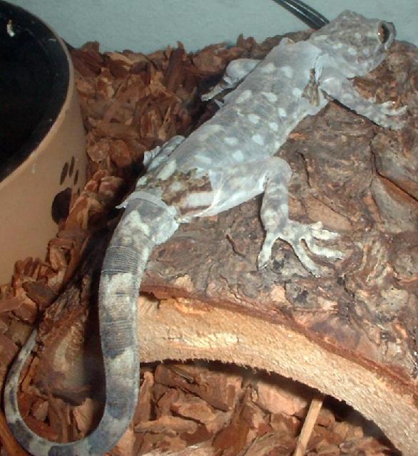 gecko_shedding.JPG