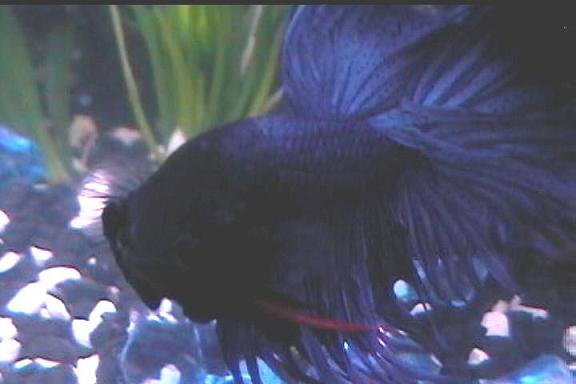 General_Betta003.jpg