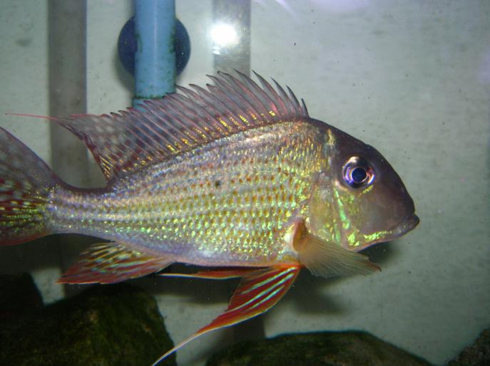 Geophagus.JPG