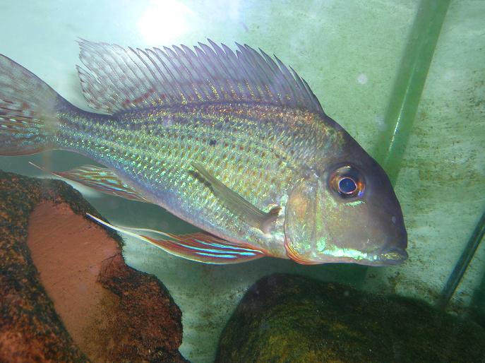 Geophagus3.JPG