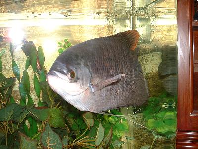 giant_gourami.JPG