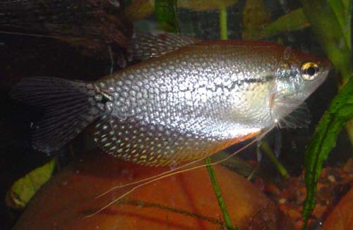 girl_gourami___rip.jpg