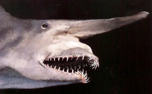 Goblin Shark.jpg