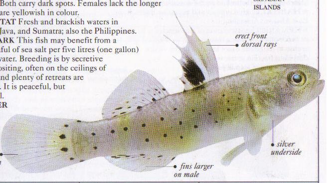 goby.JPG