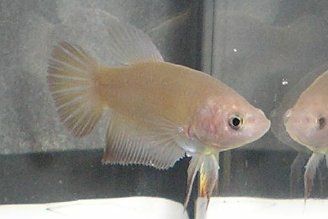 gold_20halfmoon_20female.jpg