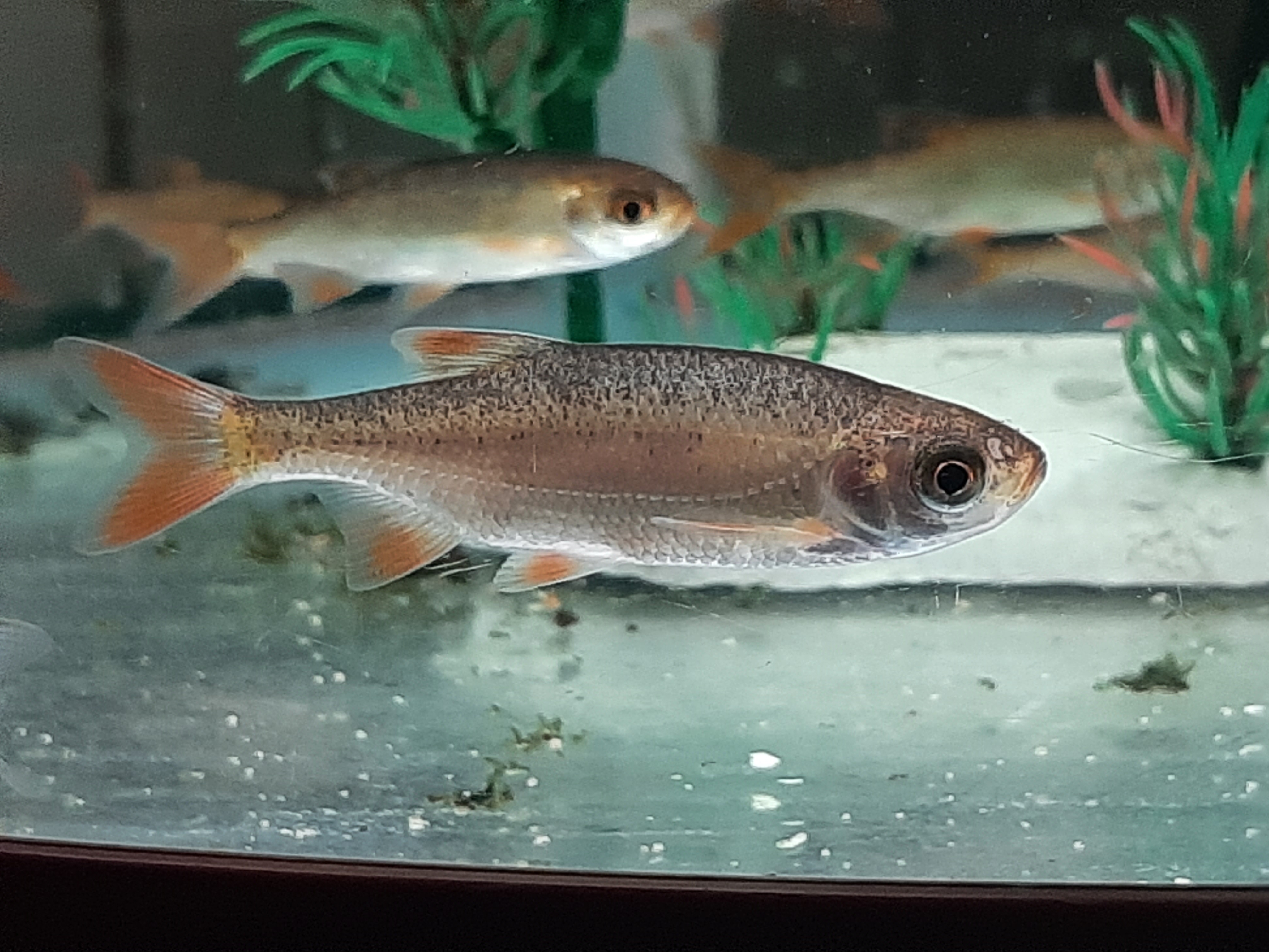 Golden Rudd fry