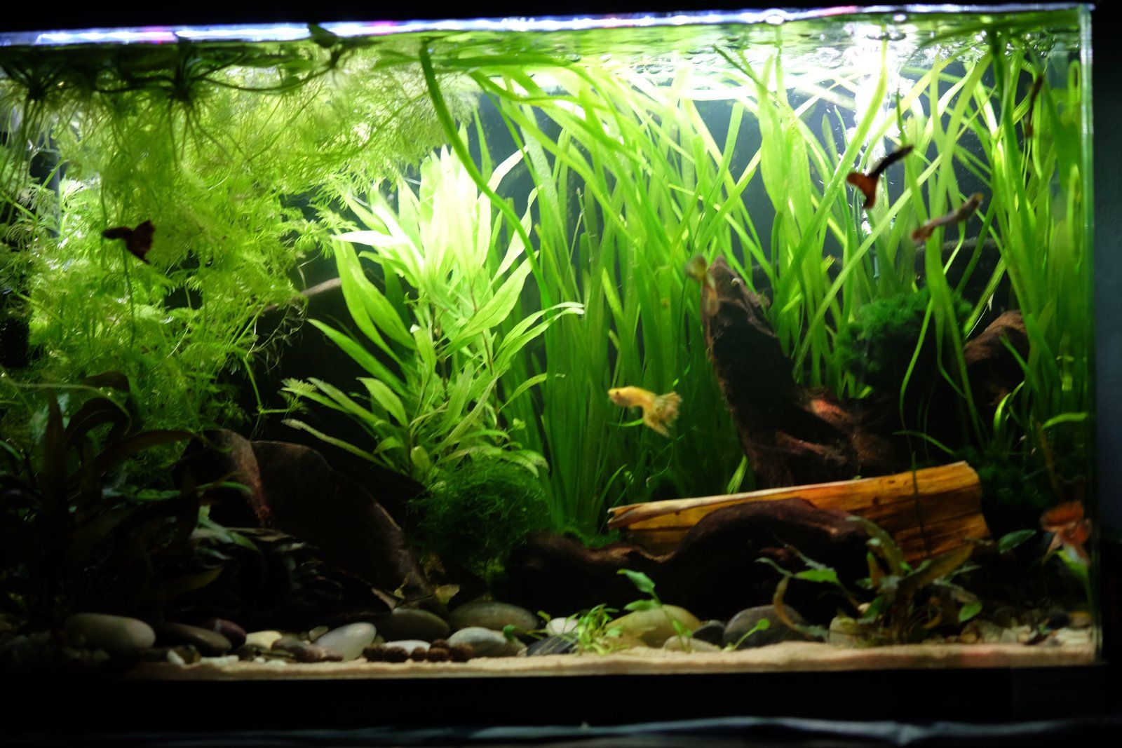 good photo of my tank half gravel and sand but thriving.JPG