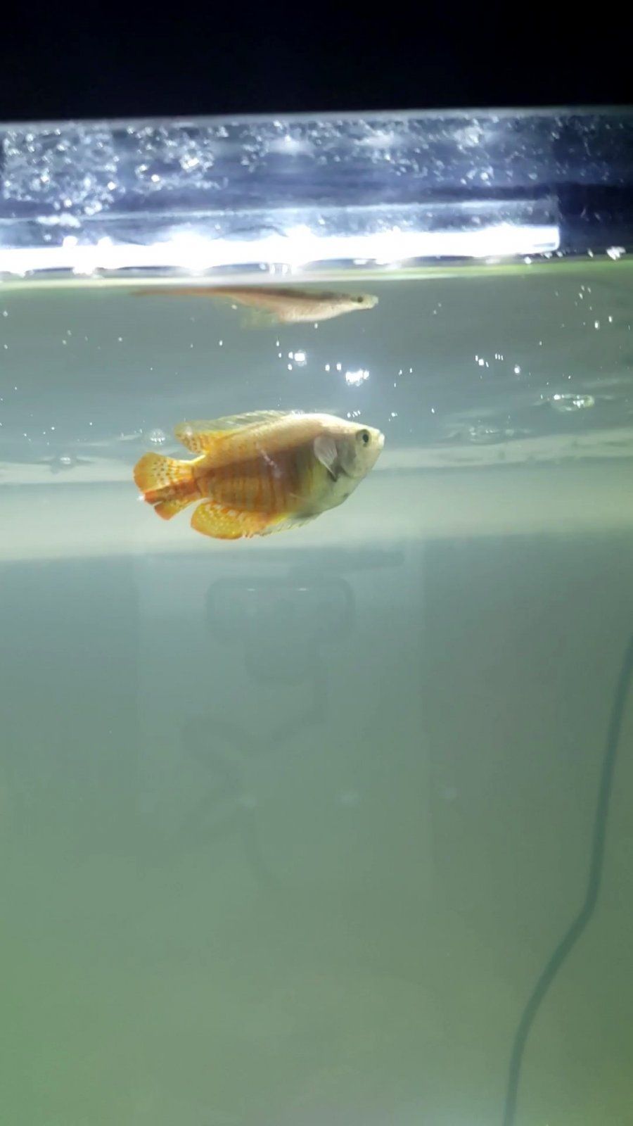 Gourami 2.jpg