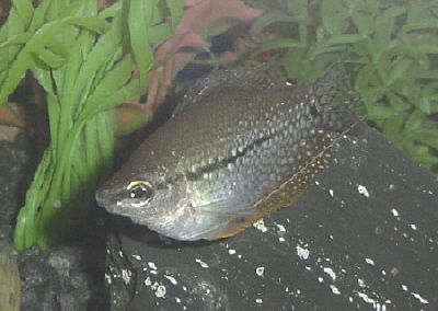 gourami.jpg