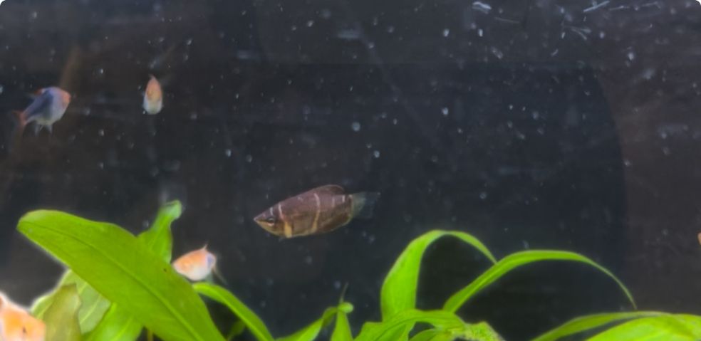 gourami.jpg